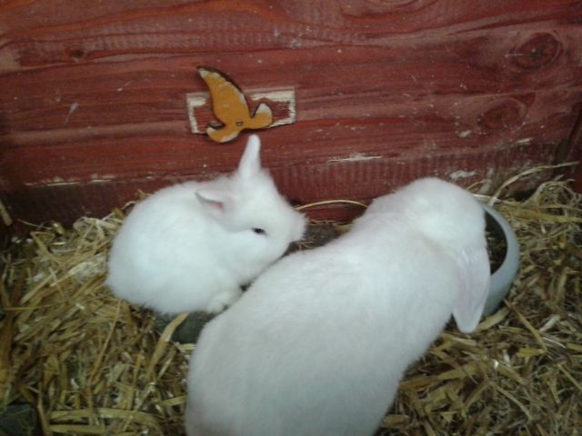 Kaninchenbabys abzugeben - Hasen Kaninchen - Darfeld