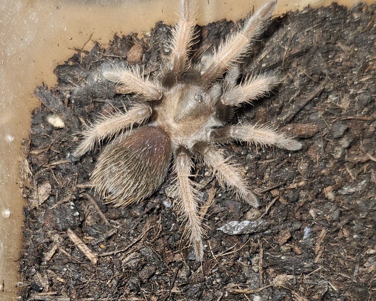 Weibliche Vogelspinnen mit Terrarien - Insekten - Köln