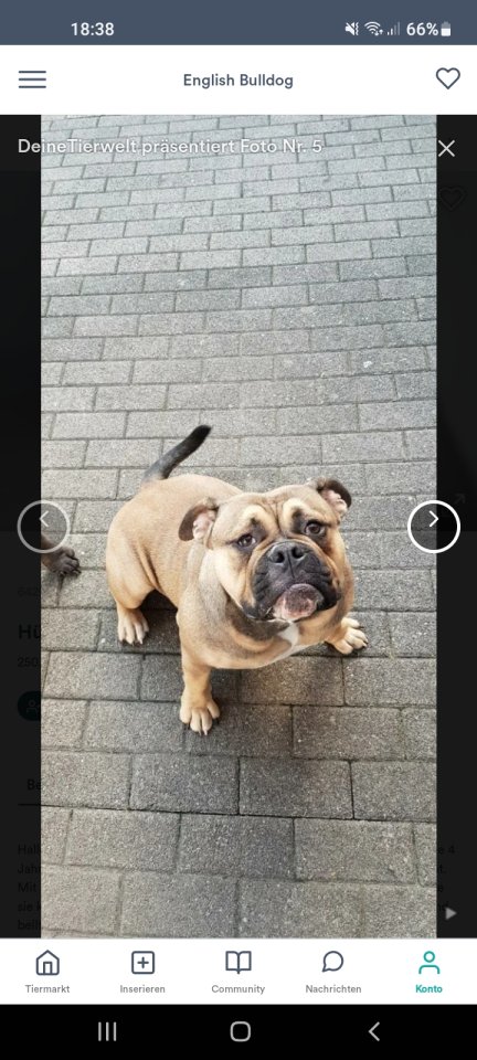 Hündin dringend zu verkaufen - Hunde - Darmstadt