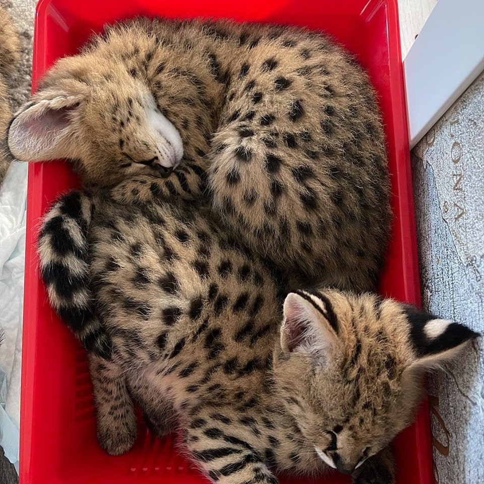 Karakal- und Serval-Kätzchen - Katzen - Salzburg