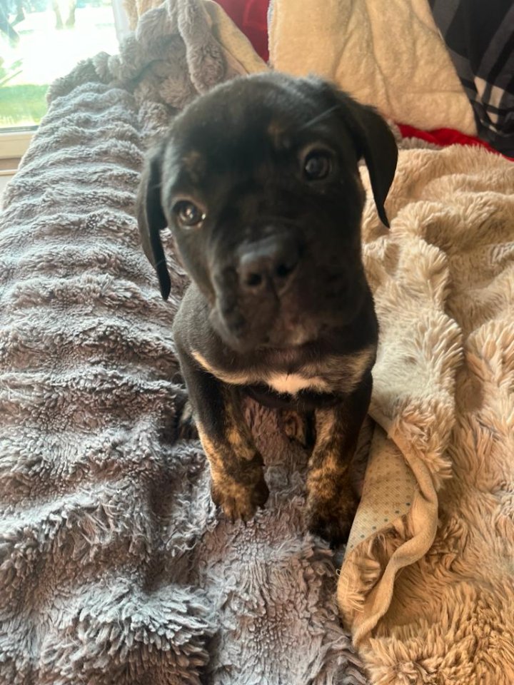 Lablador cane corso Welpen mix - Hunde - Gaggenau