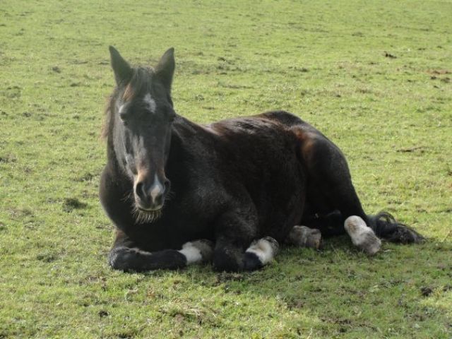 Suche Reitbeteiligung für Traberwallach - Reitbeteiligung - Petting
