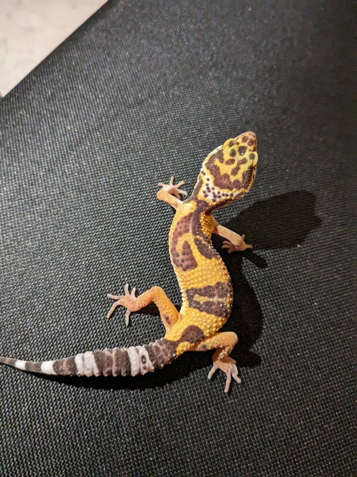 Leopardgeckos aus Rostock 0.1 - Reptilien - Rostock