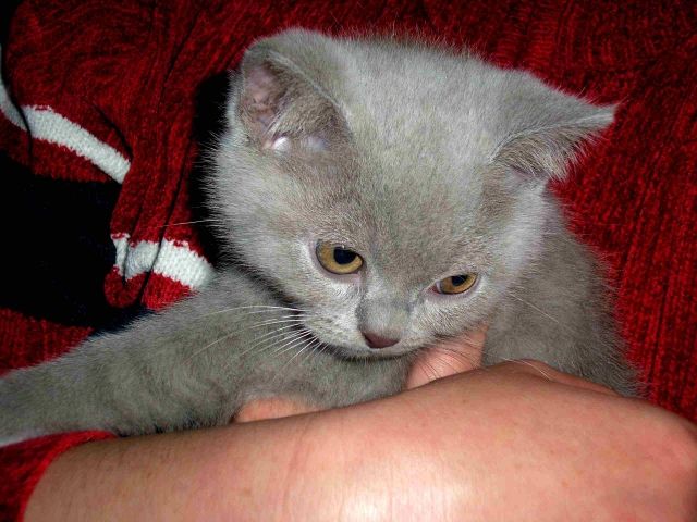 British kurzhaar blau u. lilac mit Stammbaum - Katzen - München
