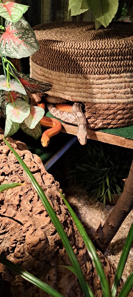 2 Kornnattern mit großem Terrarium!!! - Reptilien - Stolberg
