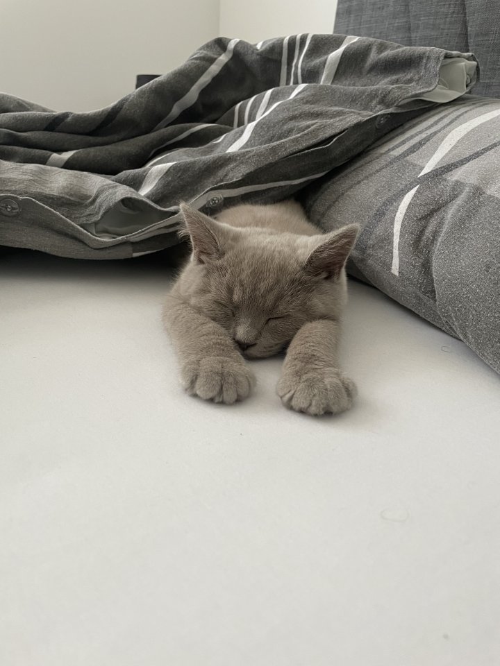 Britisch-kurz-Haar Set - Katzen - Hanau