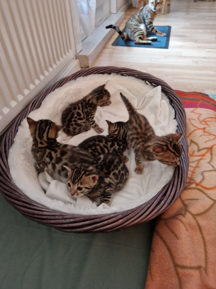 Reinrassige Bengalkitten abzugeben - Tierboersen - Berlin