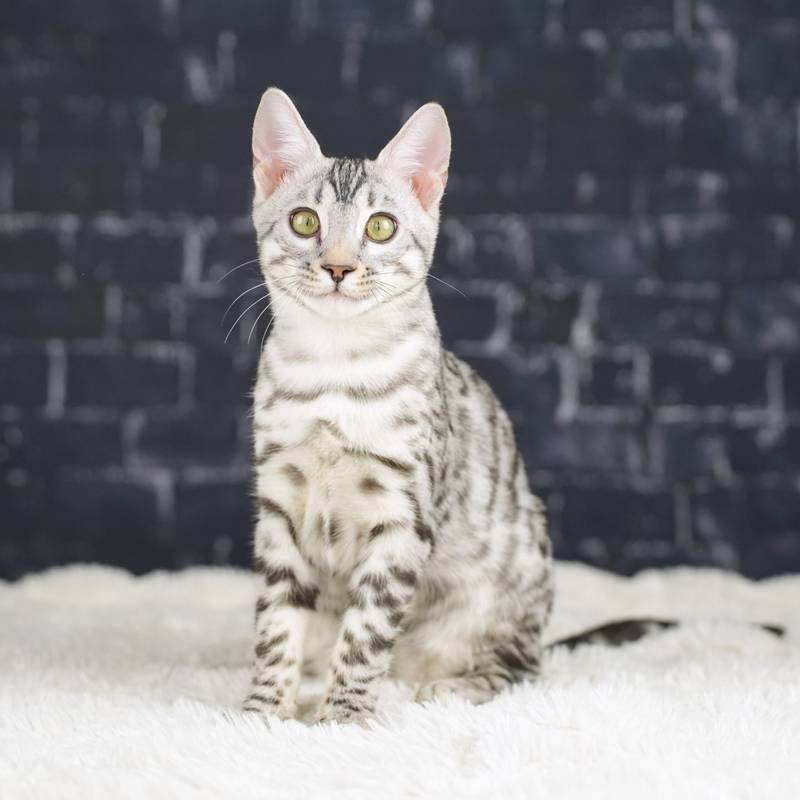 **Top Bengal Kätzchen - Reinrassige - Absoluter Top Preis** - Katzen - Stuttgart