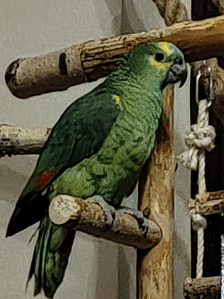 Blaustirnamazone weiblich - Voegel - Lohra-Kirchvers