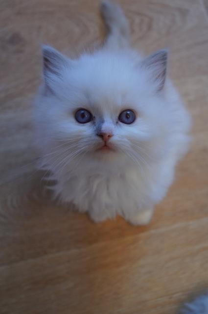 Süße Ragdollkitten suchen Traumzuhause - Katzen - Ammerthal