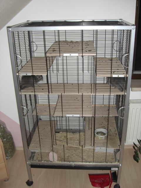 2 Chinchilla Böckchen mit Voliere - Nagetiere Allgemein - Wittmar