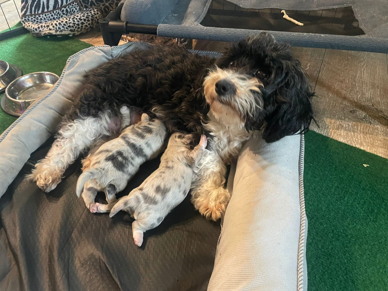 Bolonkawelpen zu verkaufen - Hunde - Eisenach