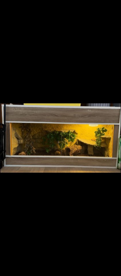 Kornnatter Pärchen abzugeben - Reptilien - Plauen