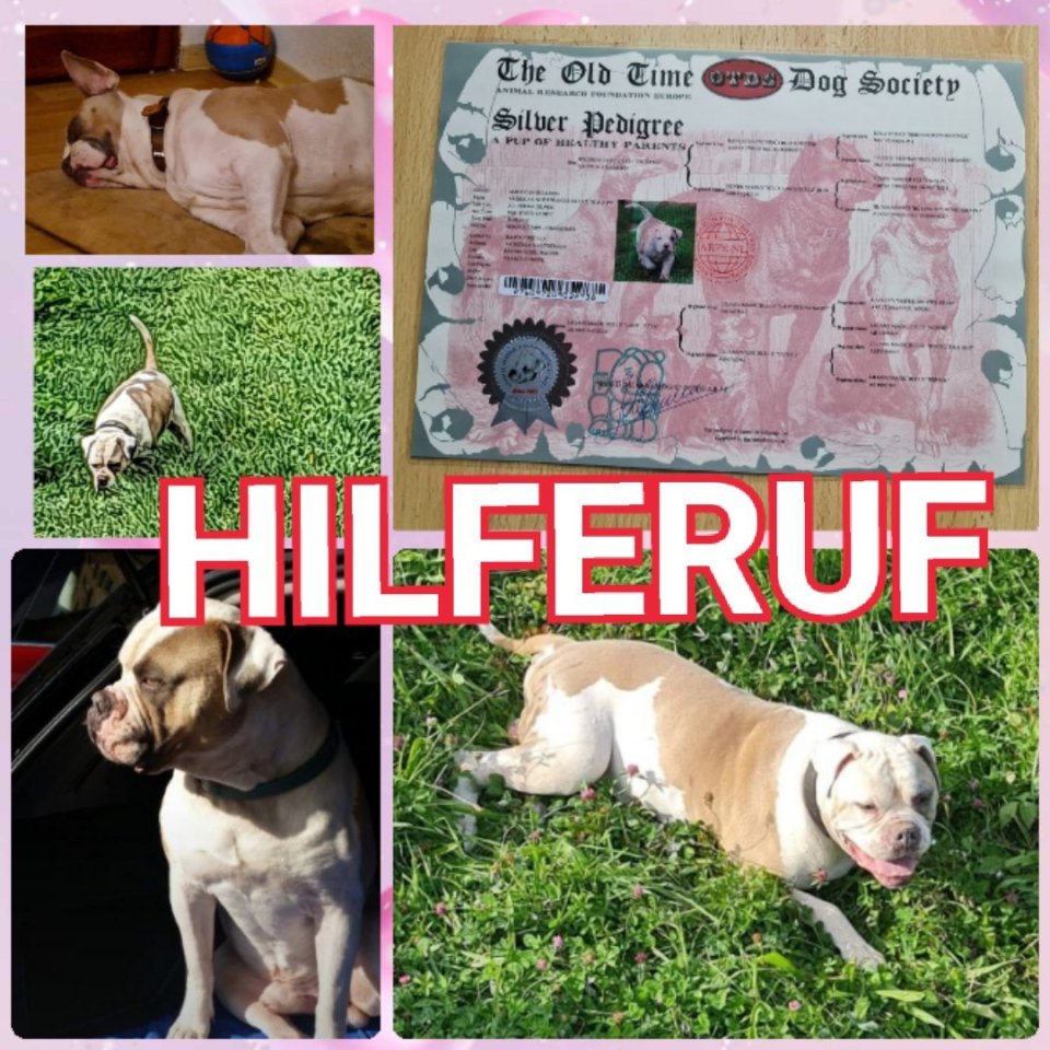 American Bulldog Burton sucht ein neues Zu Hause - Hunde - Nußloch