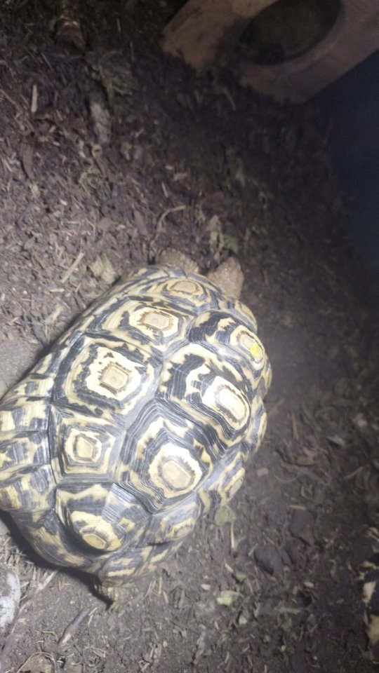Paradalis Landschildkröten - Reptilien - Auggen