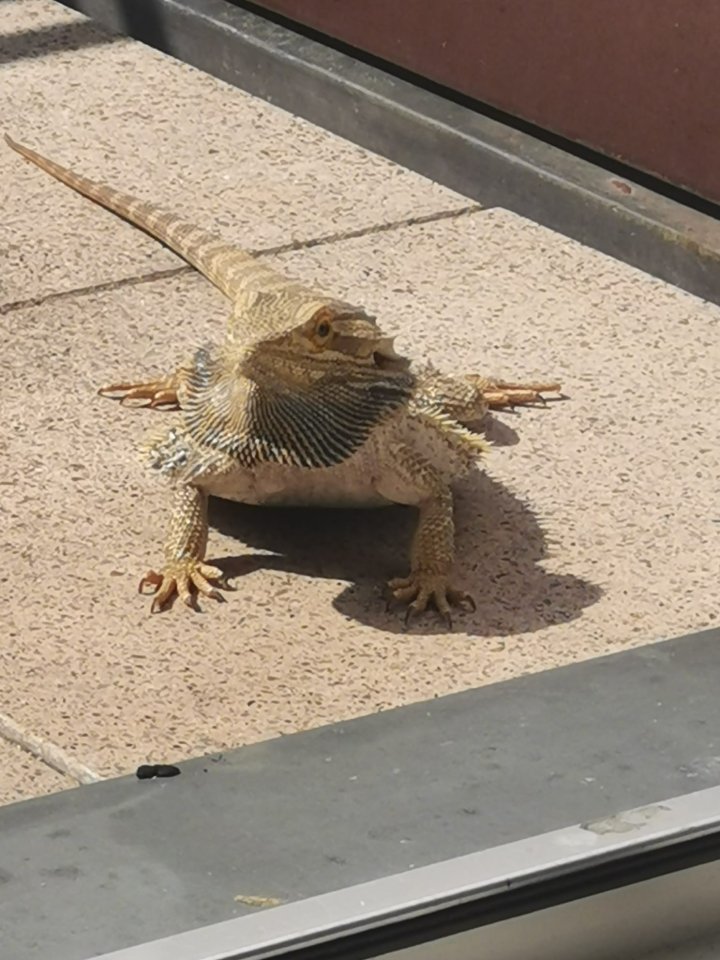 Bartagamenmännchen inkl. Terrarium, Beleuchtung und Zubehör abzugeben - Reptilien - Recklinghausen