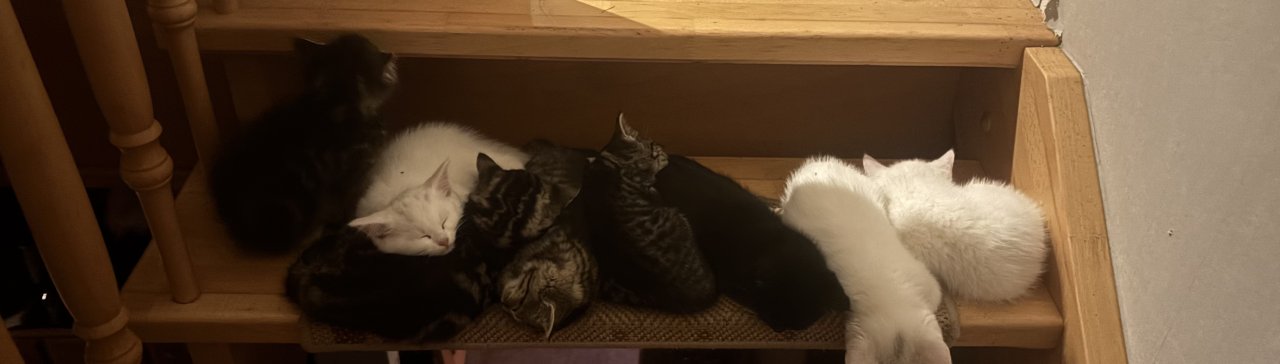 Süße Ragdoll-Perser-Mix-Kätzchen suchen ein liebevolles Zuhause! - Katzen - Saterland