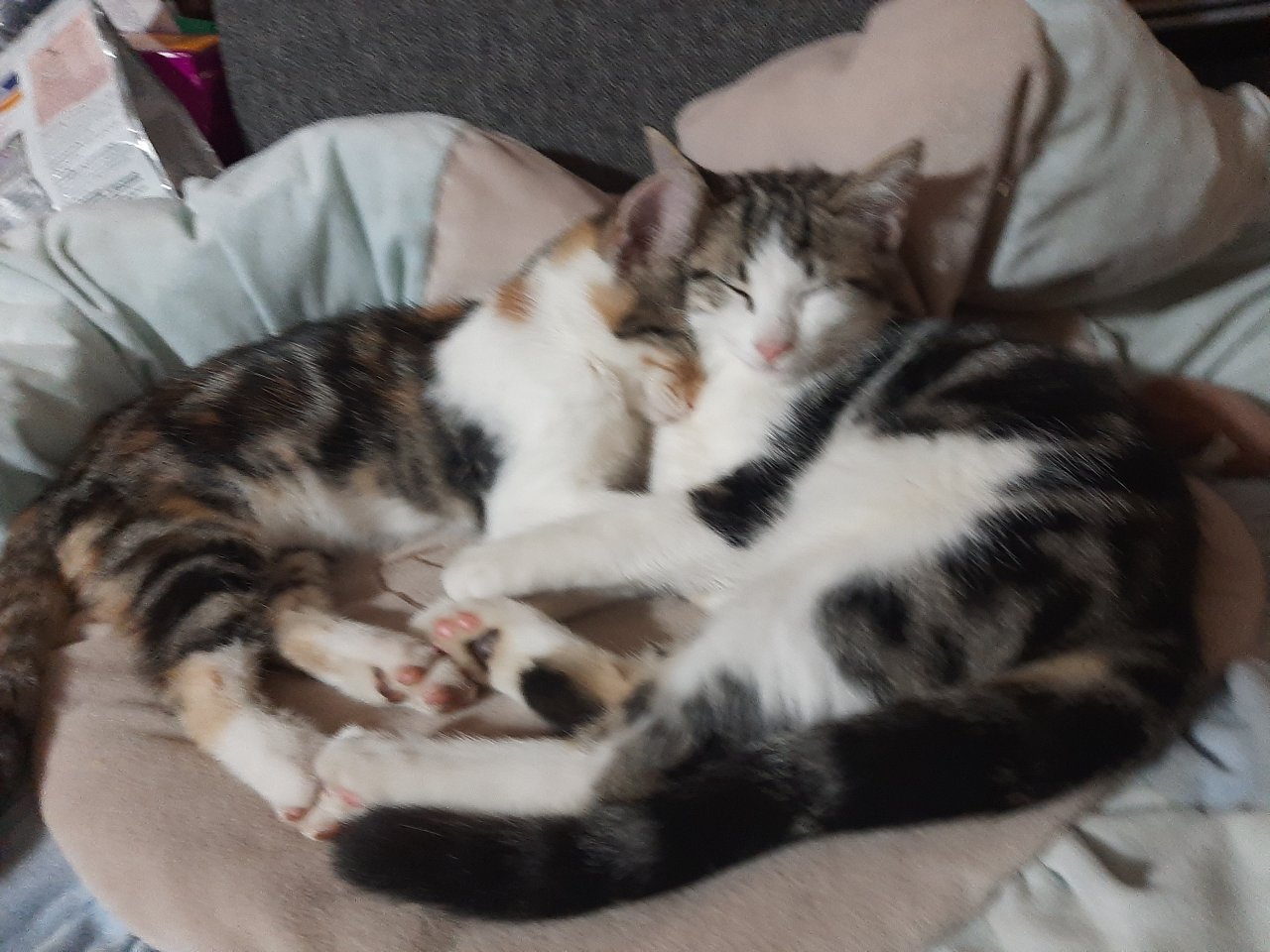 Verschmuste Glückskätzchen - Katzen - Darmstadt