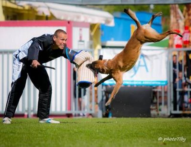 Belgischer Schäferhund malinois, Welpen Auzzy Ostraryka ...