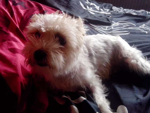 Maltesa - yorkie - Mix abzugeben - Hunde - Düren