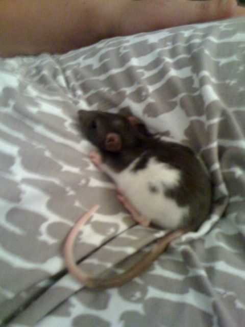 Babyratte (weiblich) abzugeben  - Ratten - Hamburg
