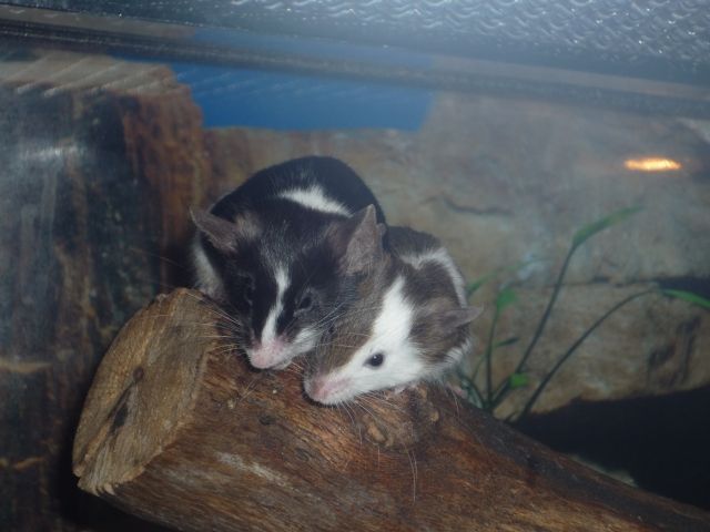 Farbmäuse, veschiedene Farben, auch Futtermäuse - Maeuse - Iserlohn