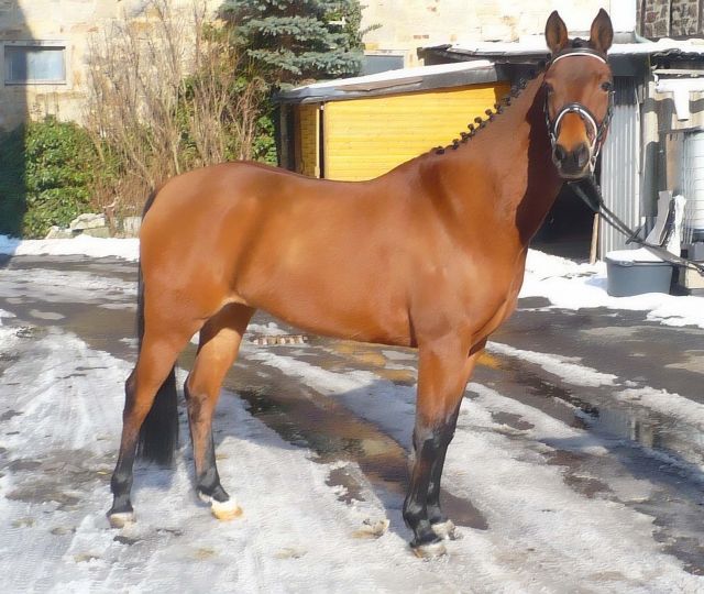 Biete Reitbeteiligung auf bildhübscher Ponystute ! - Reitbeteiligung - Fuldatal Wilhelmshausen