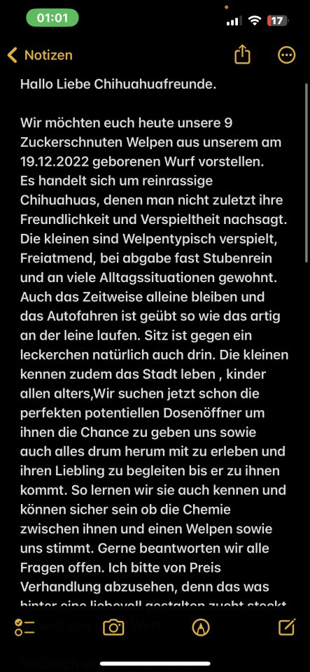 9 Süße Chihuahua Welpen - Hunde - Herten