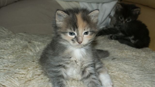 Norwegische Waldkatzen Kitten - Katzen - Egestorf