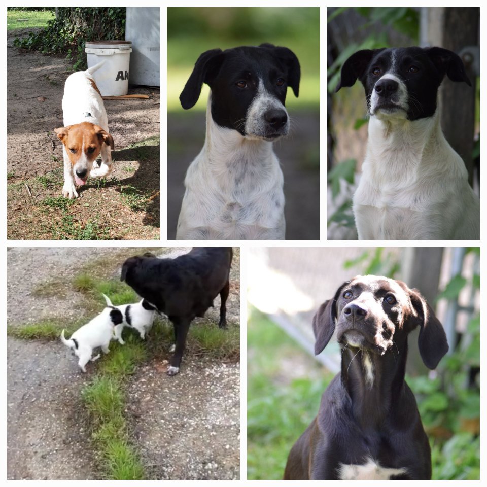 Tolle Labradormischlinge gechipt und geimpft suchen ein schönes Zuhause - Hunde - Sachsen-Anhalt - Angern