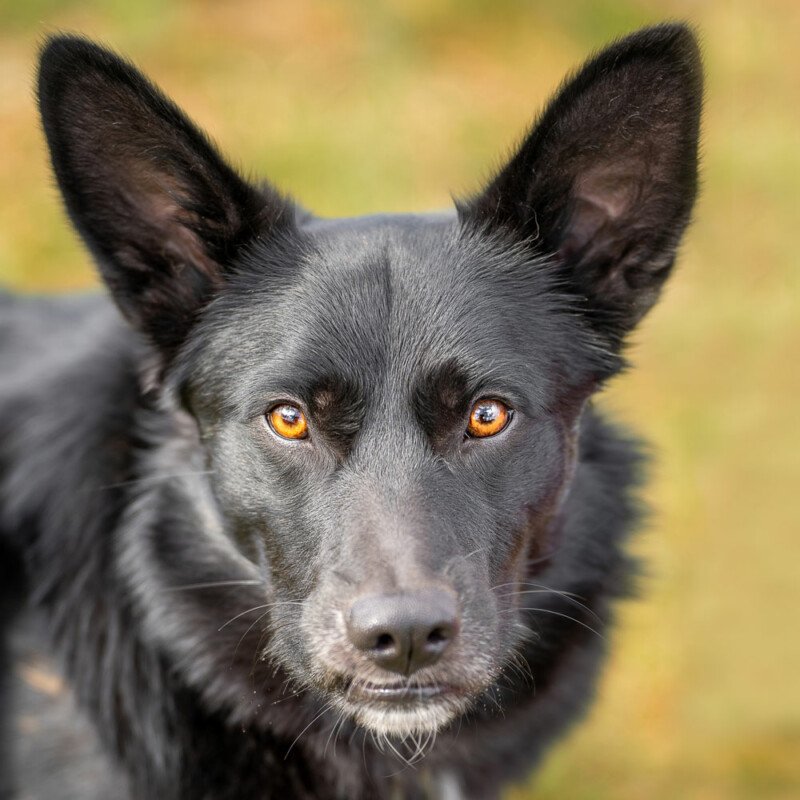 MOBBY - männlich  2 Jahre 10 Monate  49 cm  19 kg  Mischling Gechipt Kastriert - Hunde - Lauf an der Pegnitz