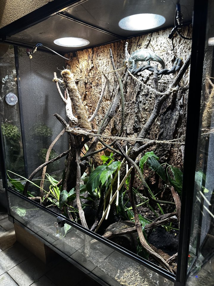 0,5 Jahre altes Jemenchamäleon mit Terrarium zu verkaufen - Reptilien - Geretsried