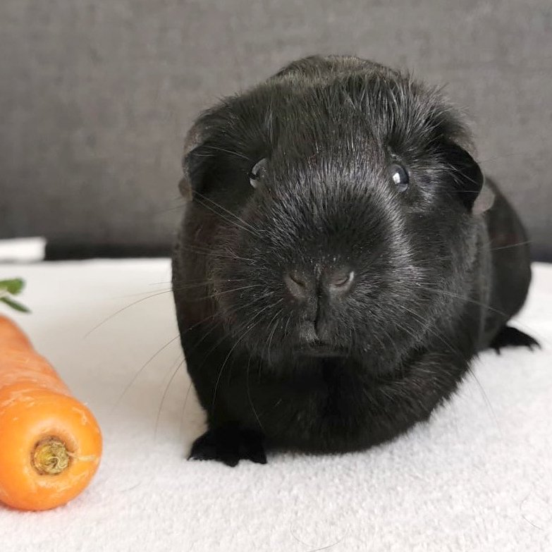 FREDDY - männlich  10 Monate  Glatthaar  Kastriert - Nagetiere - Lauf an der Pegnitz