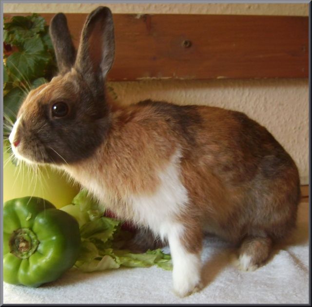 Hasenbabys suchen neuen Möhrenspender - Hasen Kaninchen - Münsingen