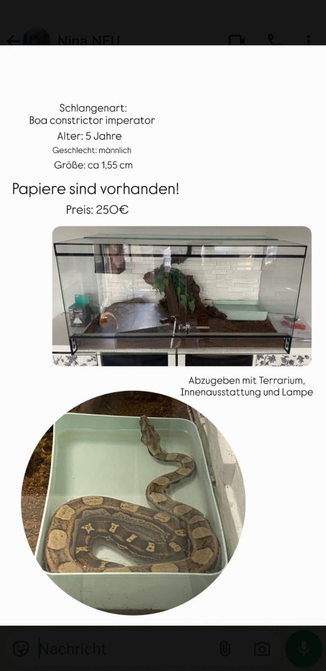 Boa Schlange mit Terrarium - Reptilien - Köln