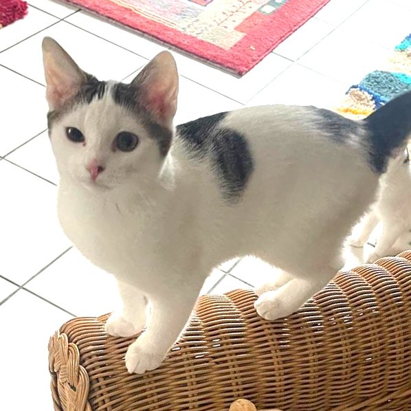 FLORA - weiblich  14 Wochen  europäische Kurzhaar  Gechipt - Katzen - Lauf an der Pegnitz