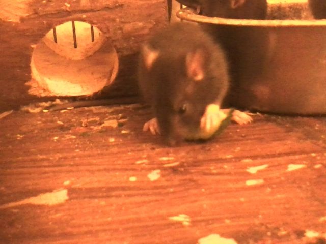 Babyratten abzugeben - Ratten - Hardegsen