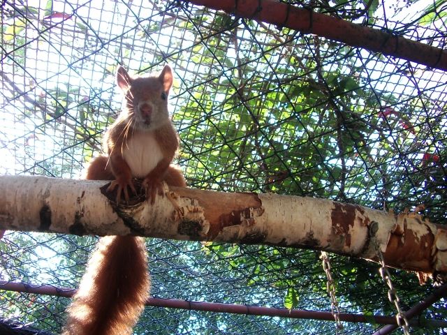 Eichhörnchen - Nagetiere Allgemein - Angermünde OT Crussow