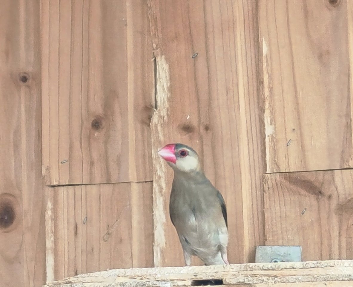 Junge Reisfinken Hahn - Voegel - Erkelenz