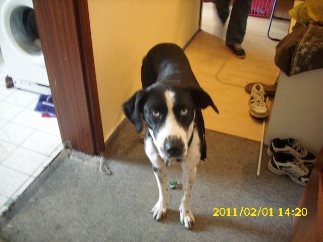 2 Stubenreine Katzen und 1 Mixhündin ab zu geben - Haustiere - Treuchtlingen