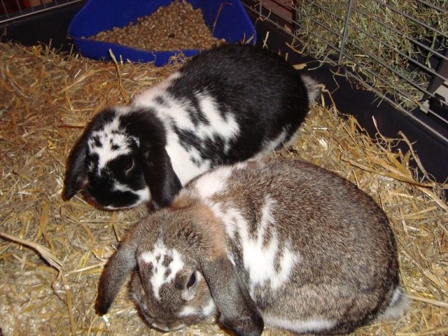 Zwei Zwergkaninchen mit kpl. Zubehör zu verschenken - Hasen Kaninchen - Mülheim/Mosel