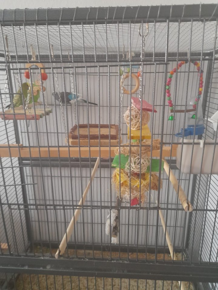 3 Wellensittiche mit Voliere und zubehör - Voegel - Berlin - Prenzlauer Berg