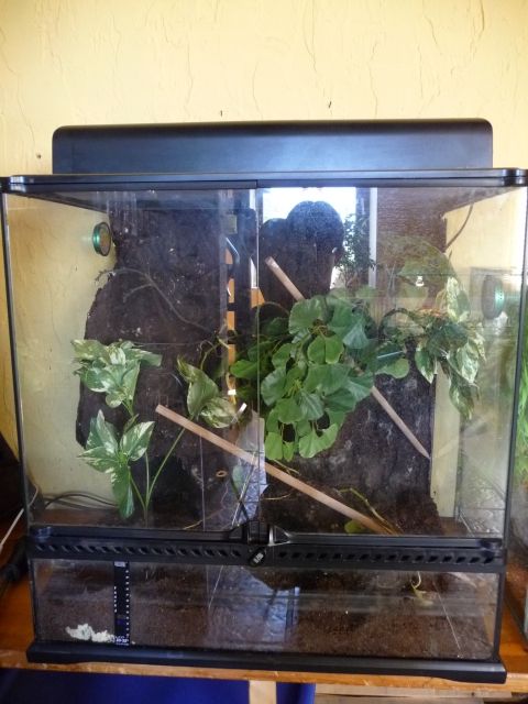 Exo-Terra Terrarium! Ansehen lohnt! - Terrarien - Aachen