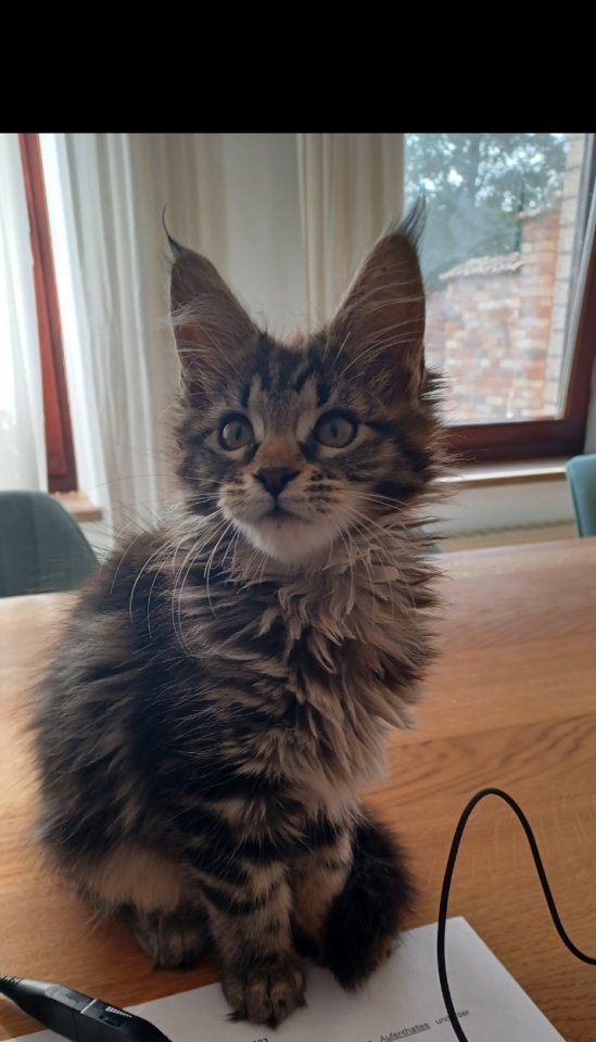 Maine Coon Kitten - noch 2 Kater und Katze - Katzen - Delbrück
