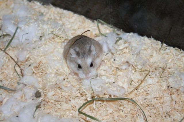 Roborowski Zwerghamster, ca 12 Wochen alt  - Hamster - Karlsdorf-Neuthard