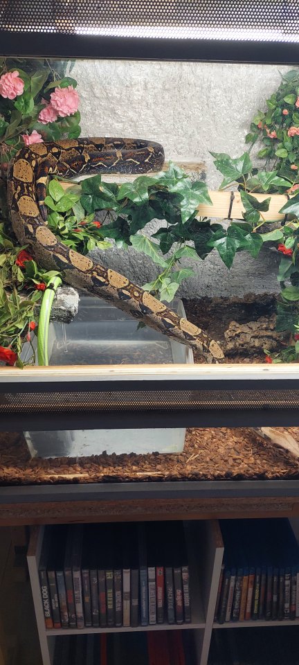 Boa zu verkaufen/ggf mit Terrarium - Reptilien - Eupen