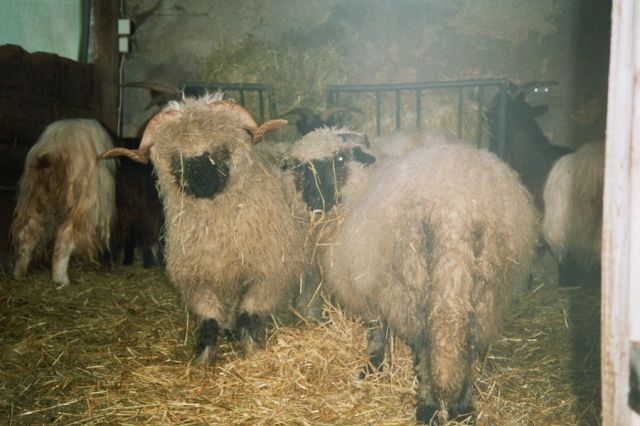 Walliser Schwarznasenschafe - Sonstige Nutztiere - Bissingen