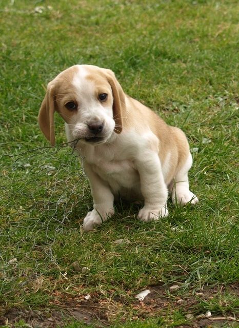 Beaglewelpen - Hunde - Bad Essen