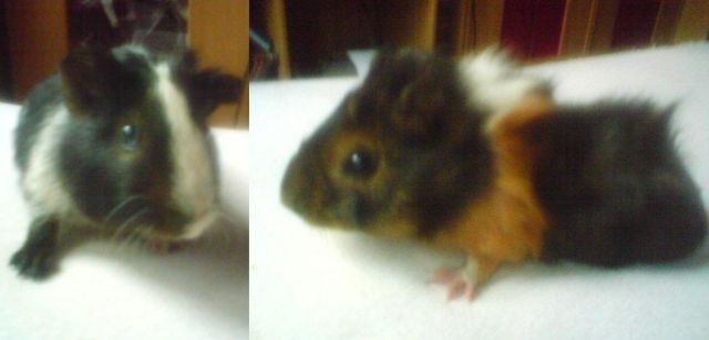 2 Meerschweinchen zu verschenken - Meerschweinchen - Dortmund