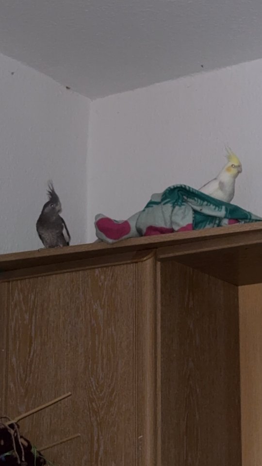 Ich verkaufe 2 nymphensittiche(männchen&weibchen) - Voegel - Rostock